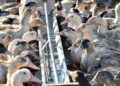 bird flu in sunsari