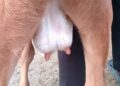 unique cow