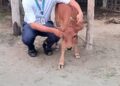 cow