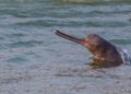 gaggetic dolphin in koshi